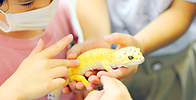 「ヤモリの写生」