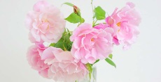 生徒の方に薔薇をいただきました<br>お庭で今朝摘んできてくれたそう