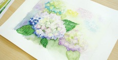 一般クラスの授業風景<br>Kさんのアジサイの水彩画 みずみずしい!