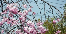 しだれ桜も咲き始めていました!