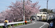 一般クラスは美加の台の桜を写生へ