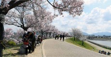 一般クラス「狭山池公園の桜スケッチ」